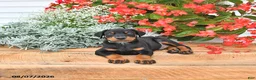 Doberman Pinscher dogs for sale: Otto - Ad 2