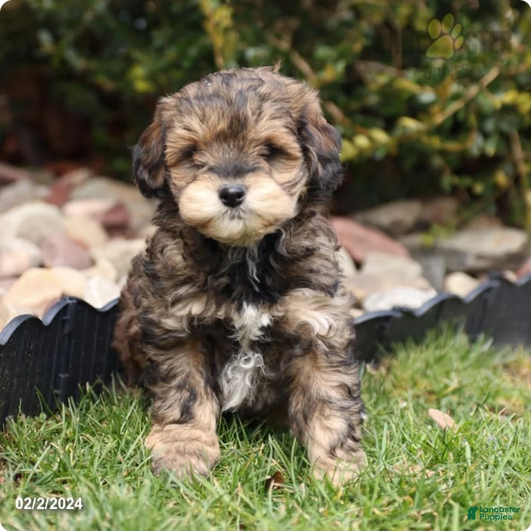 Gallery Image {{count}}