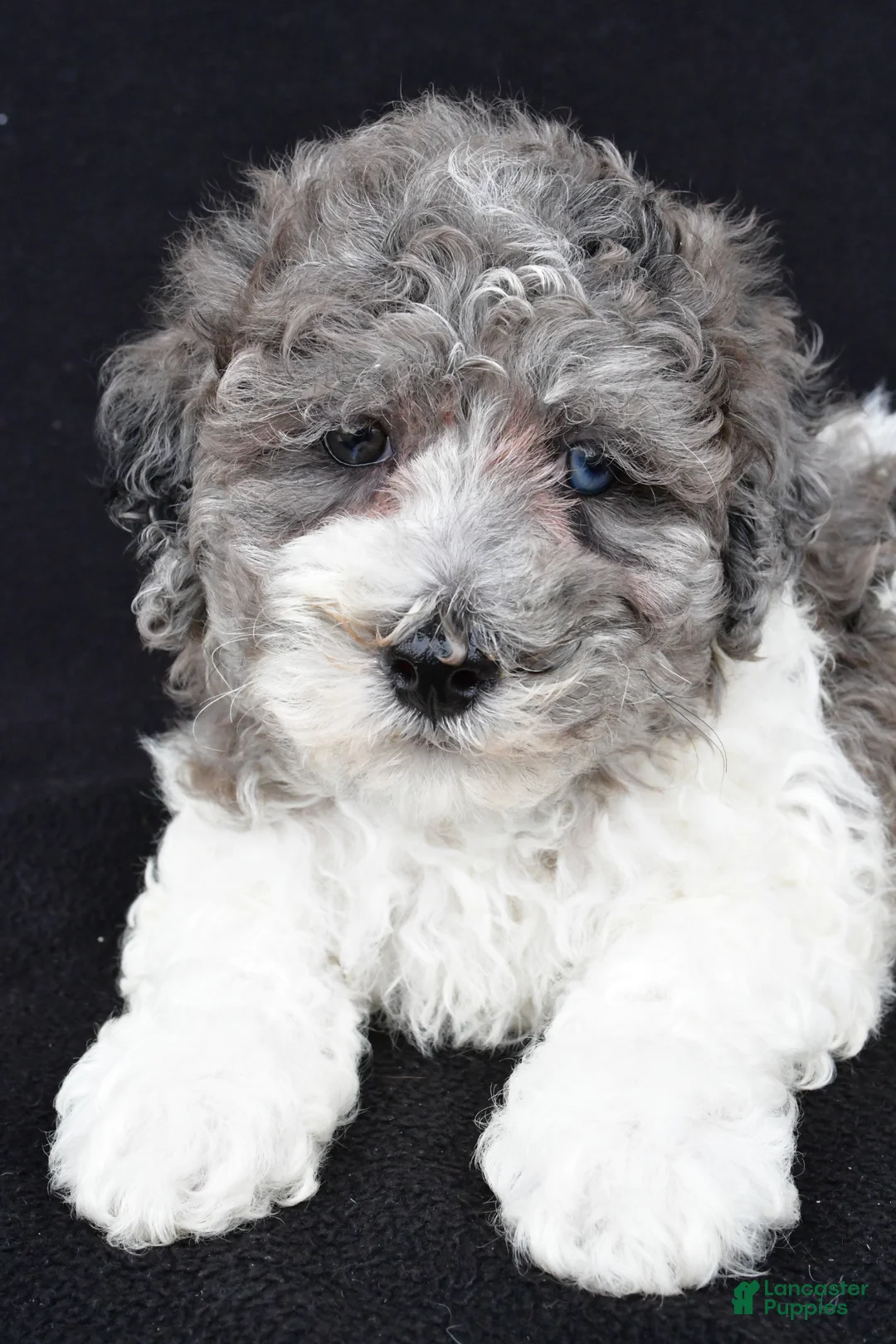 Miniature Poodle dogs for sale: Percy - Ad 7
