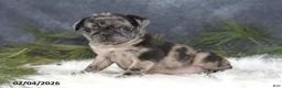 Pug dogs for sale: Danelle - Ad 2