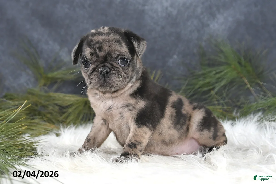 Pug dogs for sale: Danelle - Ad 2