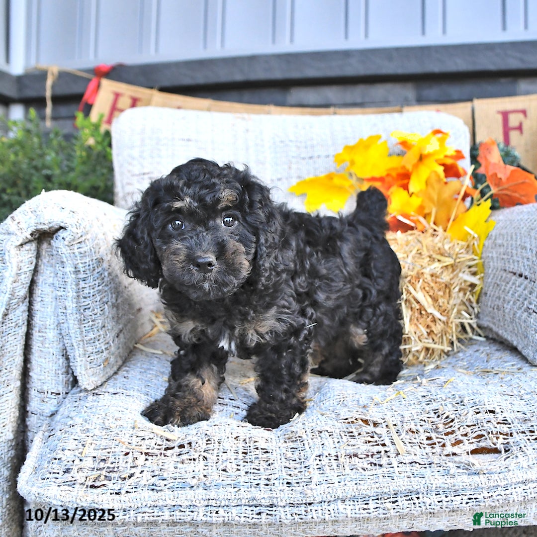 Cavapoo dogs for sale: Buster - Ad 9