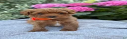 Toy Poodle dogs for sale: Patrick - Ad 8