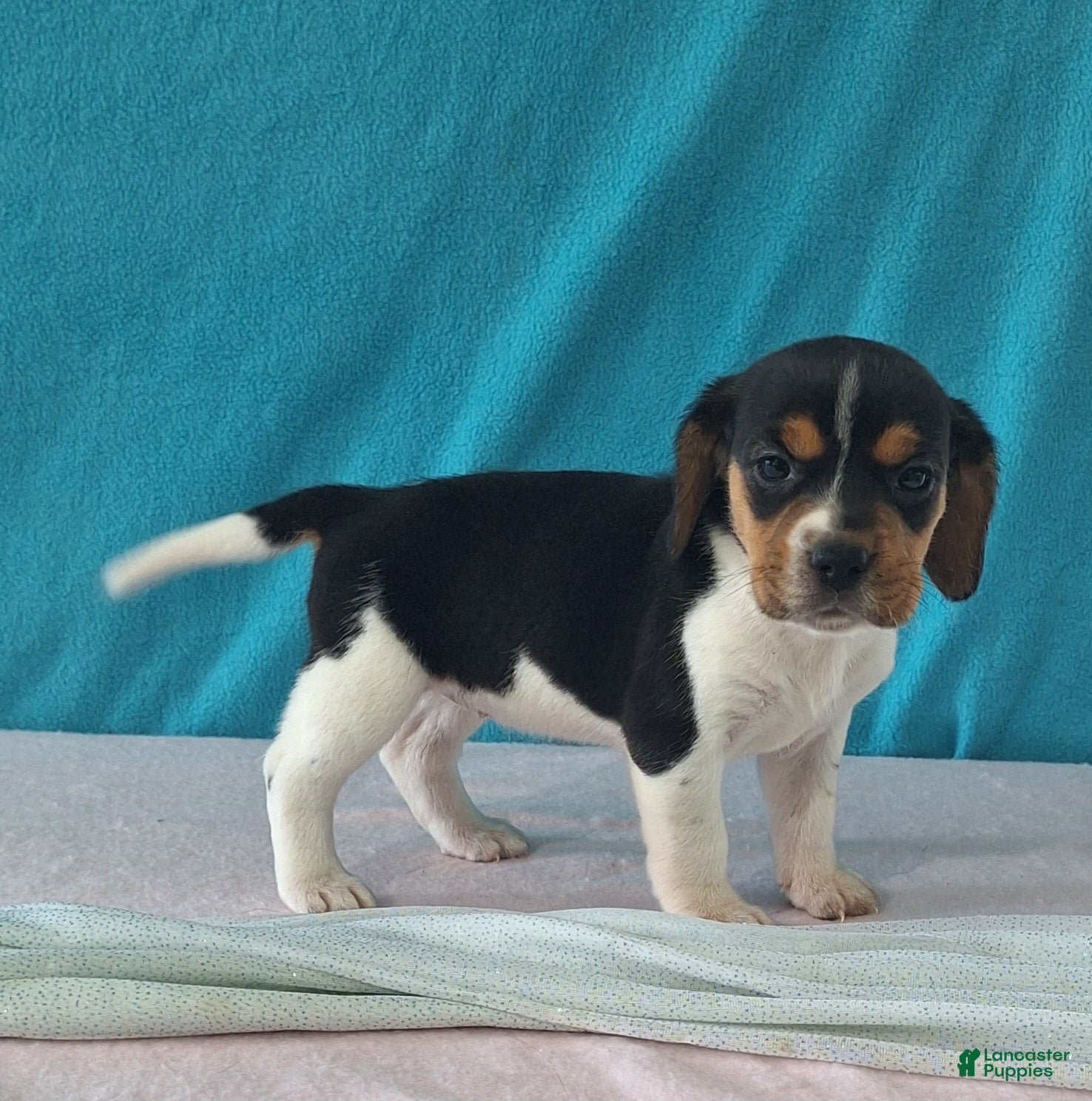 Beagle dogs delilah - Ad 2