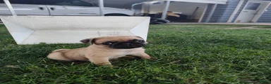 Pug 1