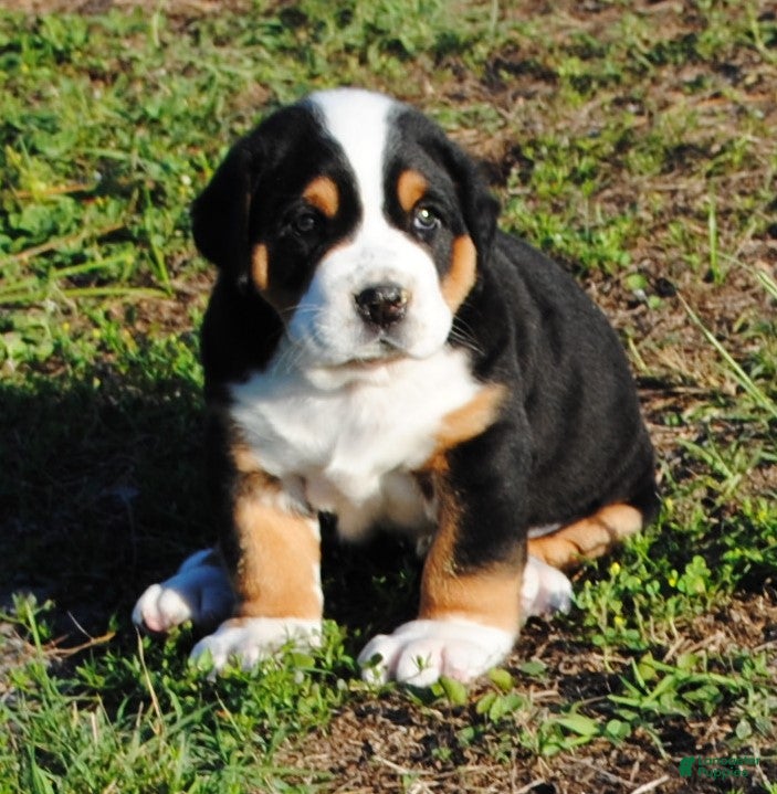 Greater Swiss Mountain Dog dogs Greater Swiss Mountain Dog Puppy Abby - Ad 2