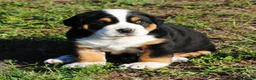 Greater Swiss Mountain Dog dogs for sale: Greater Swiss Mountain Dog Puppy Abby - Ad 2