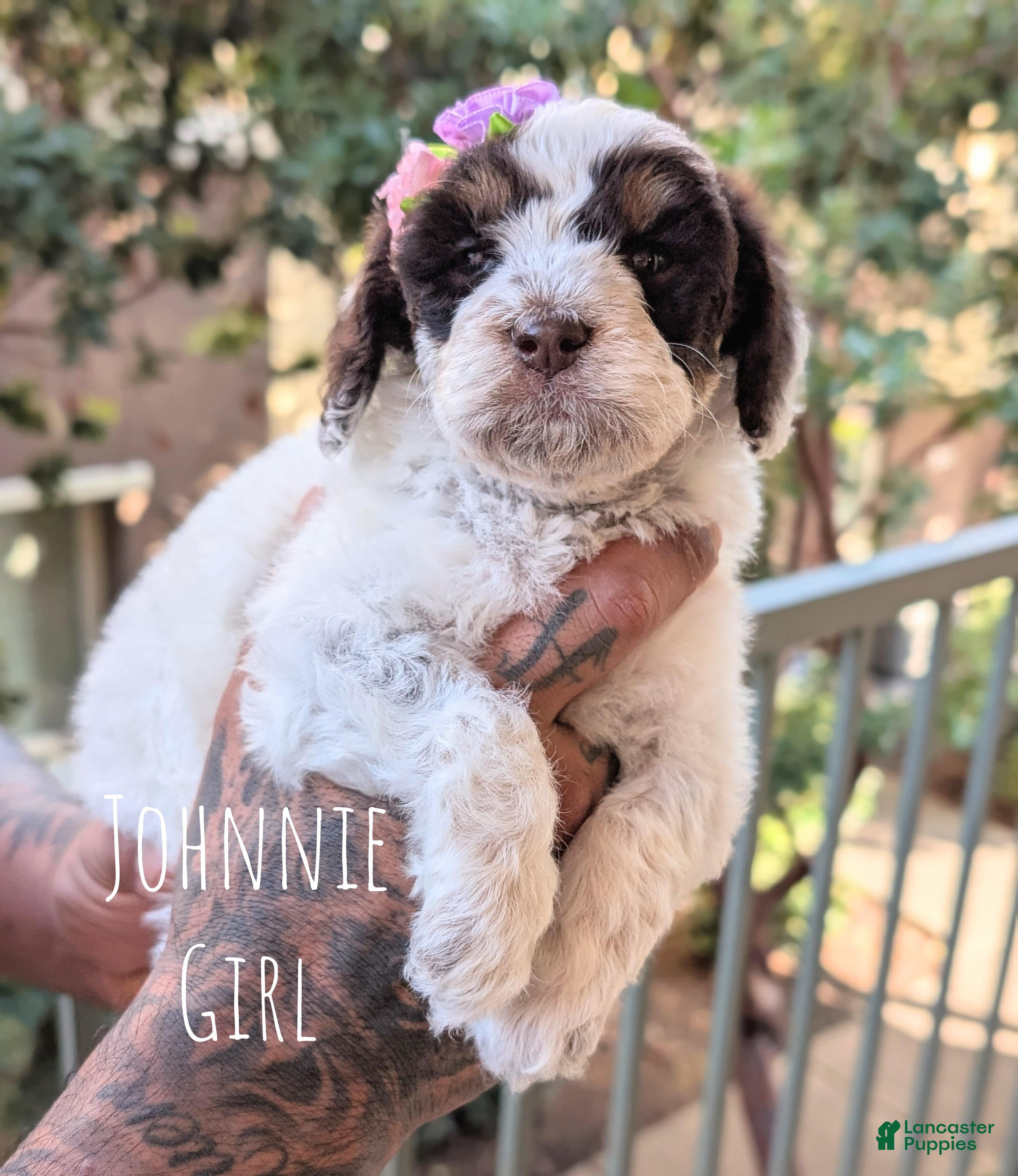 Mixed Breed dogs JOHNNIE GIRL - Ad 2