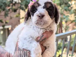 Mixed Breed dogs JOHNNIE GIRL - Ad 2