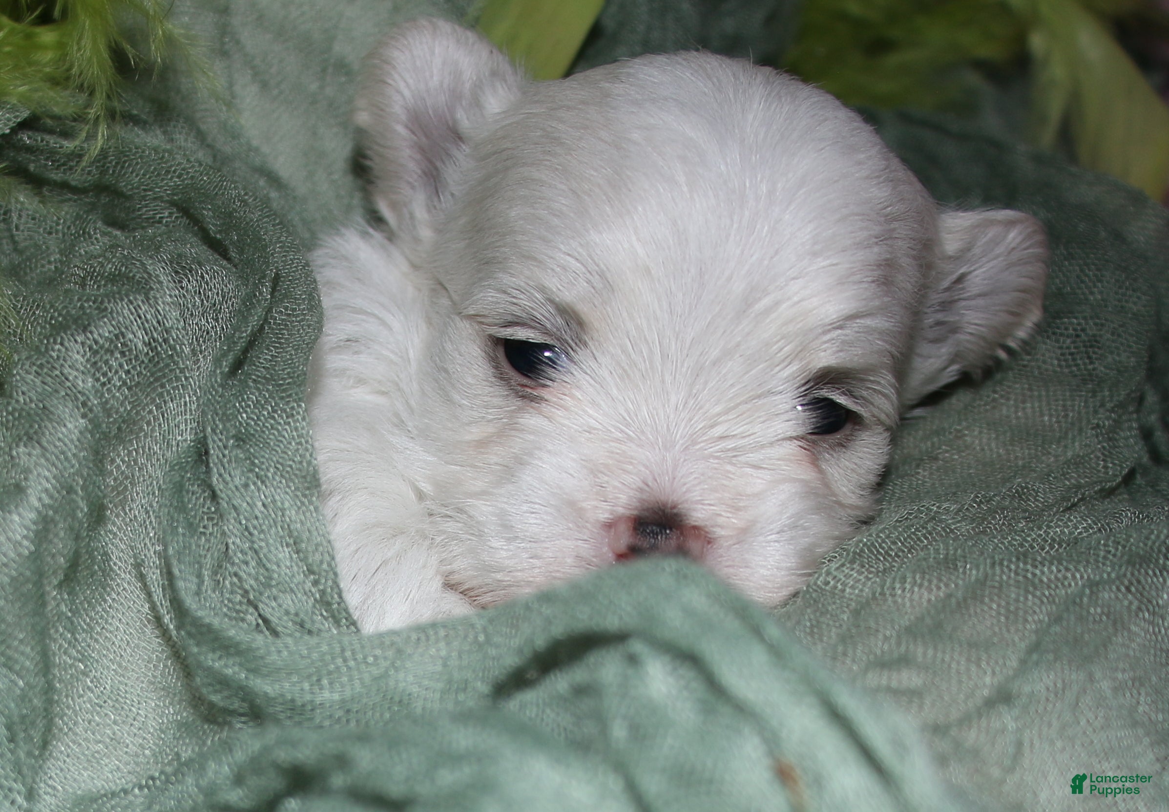 Maltese dogs for sale: Fred - Ad 6