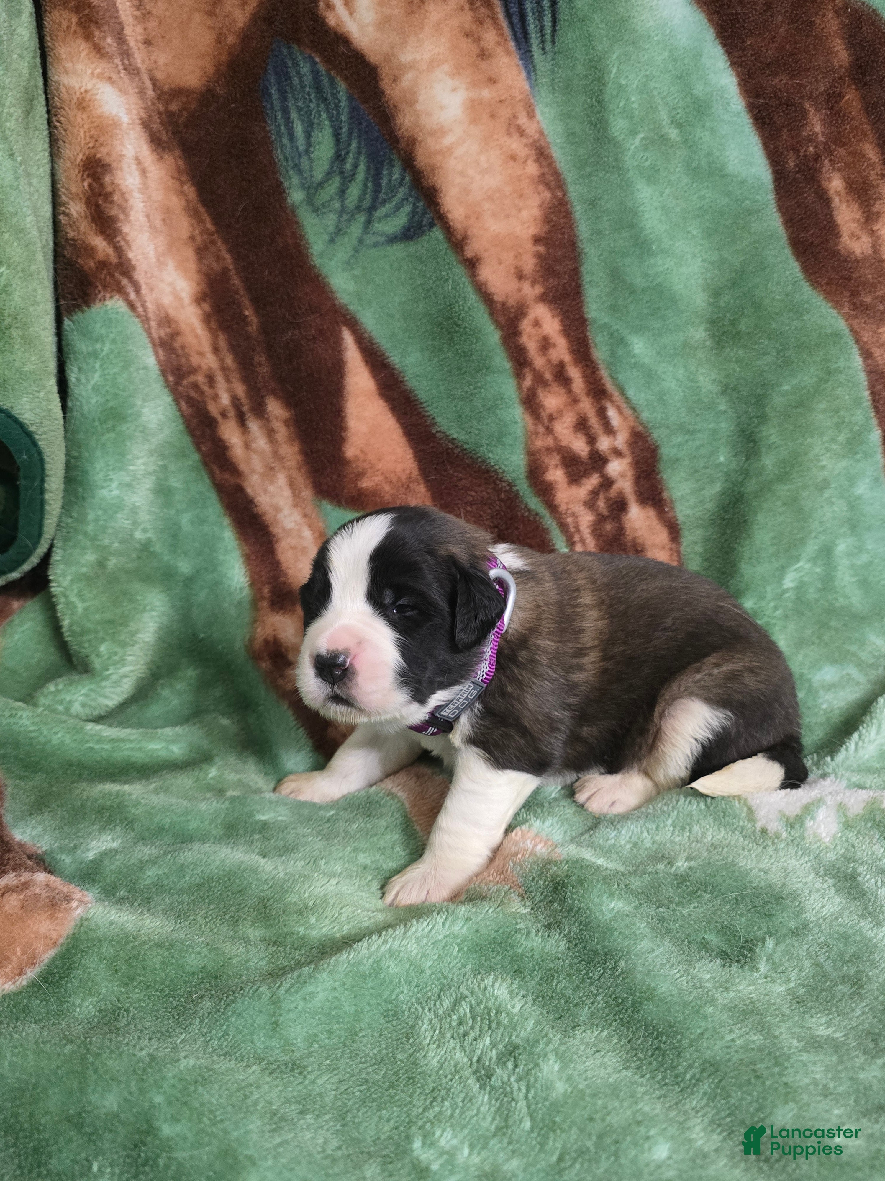 Saint Bernard dogs Purple Female - Ad 5