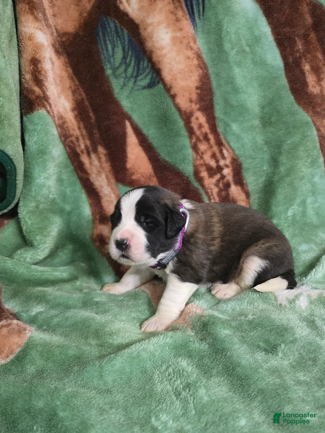 Saint Bernard dogs for sale: Purple Female - Ad 1