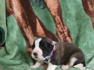 Saint Bernard dogs Purple Female - Ad 5