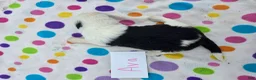 Sheepadoodle dogs for sale: Sheepadoodle 1 - Ad 5
