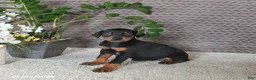 Doberman Pinscher dogs for sale: Maya  - Ad 3