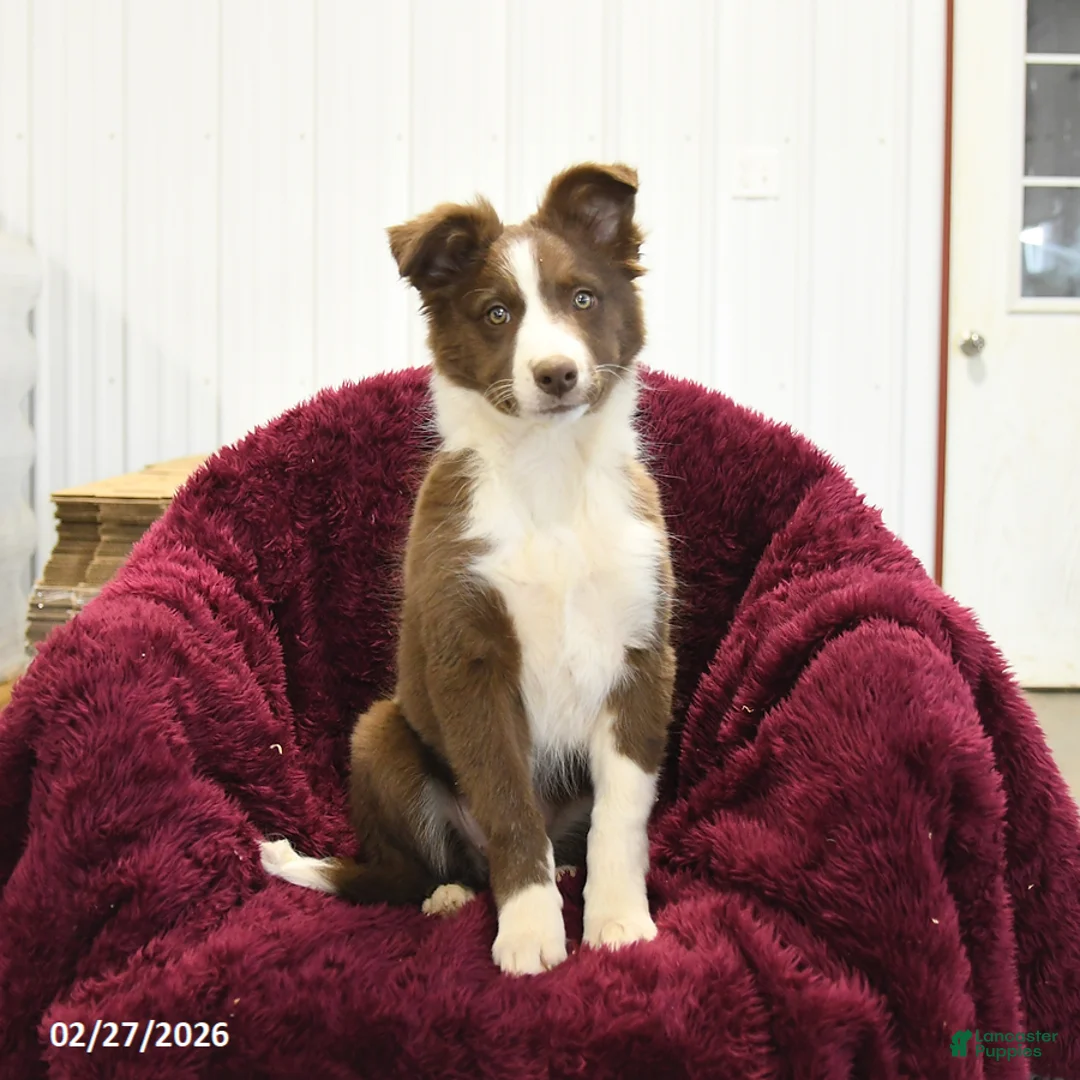 Border Collie dogs for sale: Aspen - Ad 2