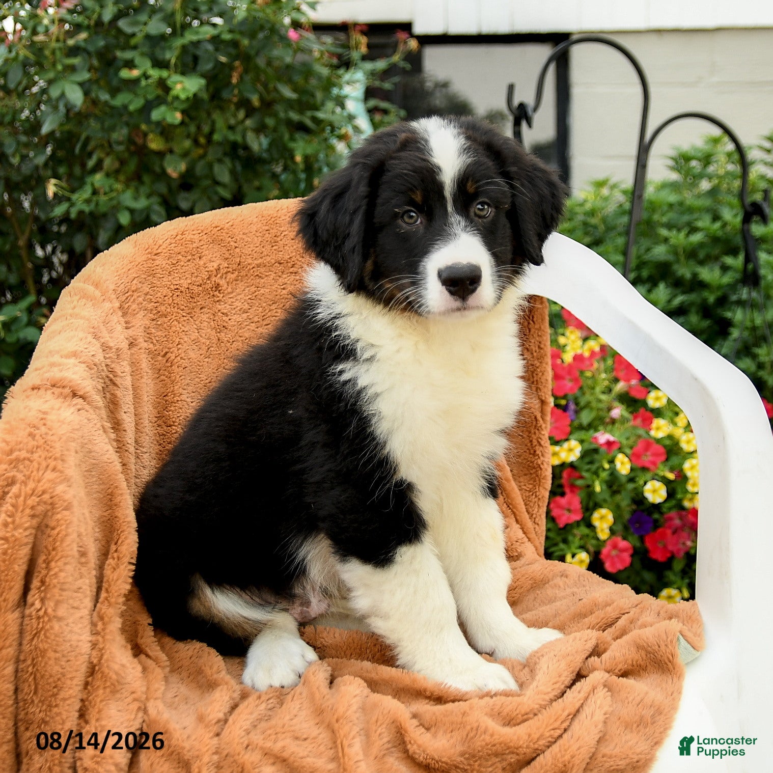 Australian Shepherd dogs Mason - Ad 2