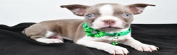 Boston Terrier dogs for sale: Yalena - Ad 4