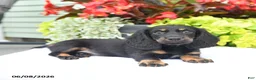 Miniature Dachshund dogs for sale: Oakley - Ad 4