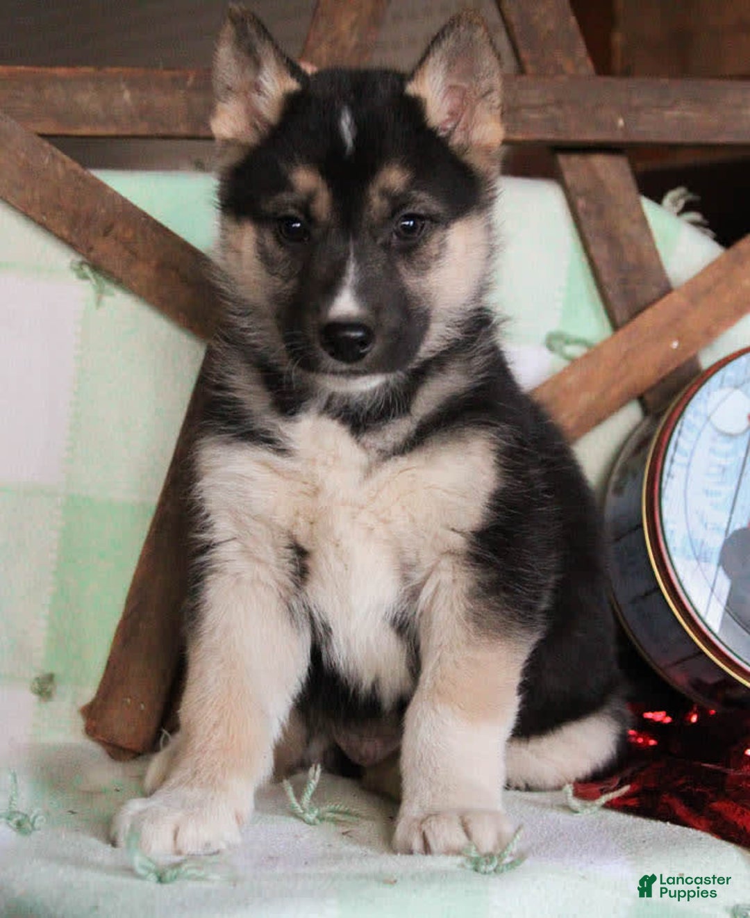 Gallery Image {{count}}