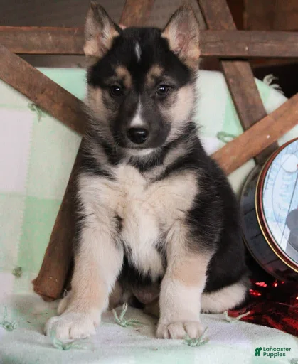 Gallery Image {{count}}