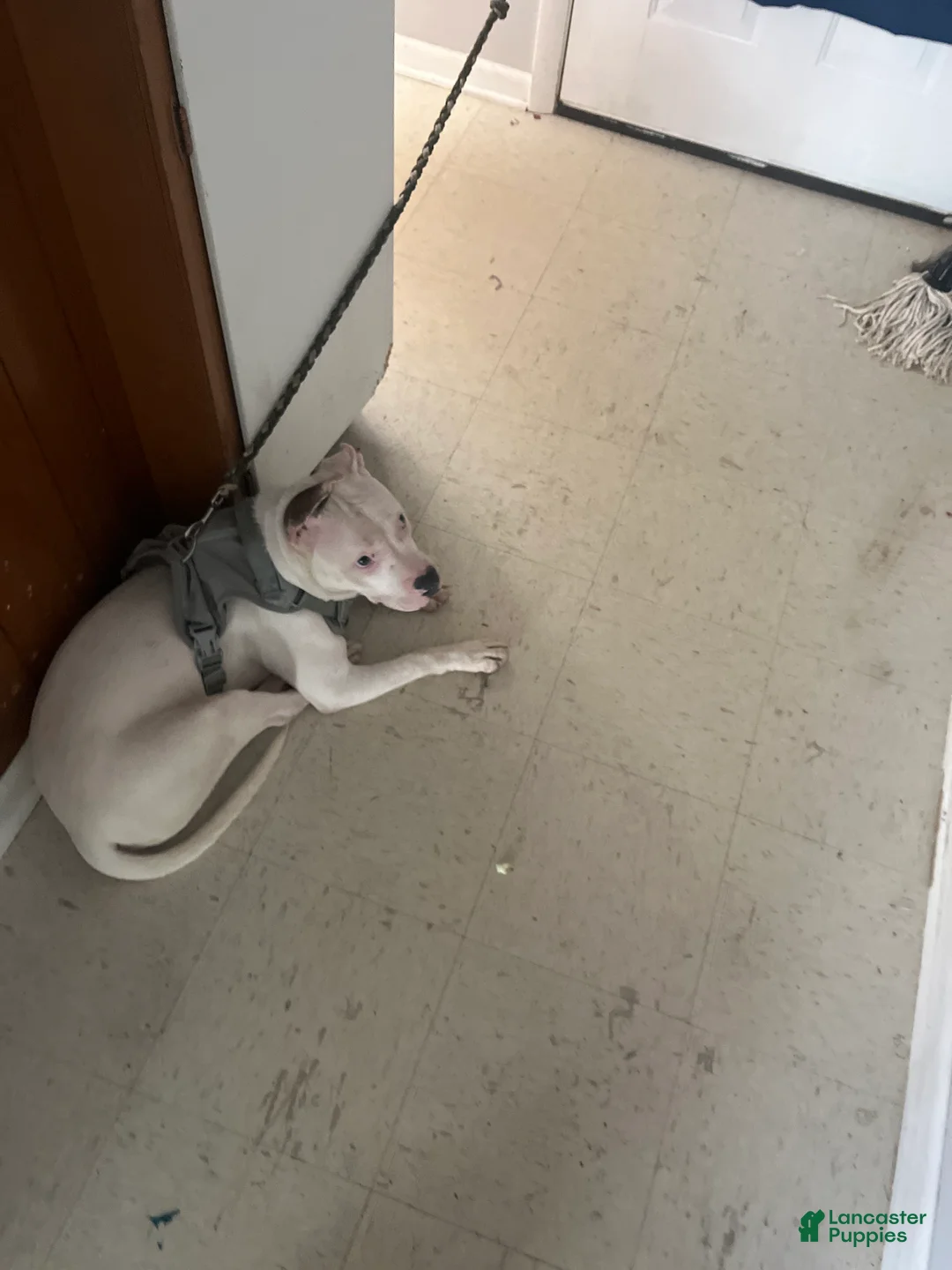 Mixed Breed dogs for sale: Mixed Breed 1 - Ad 2