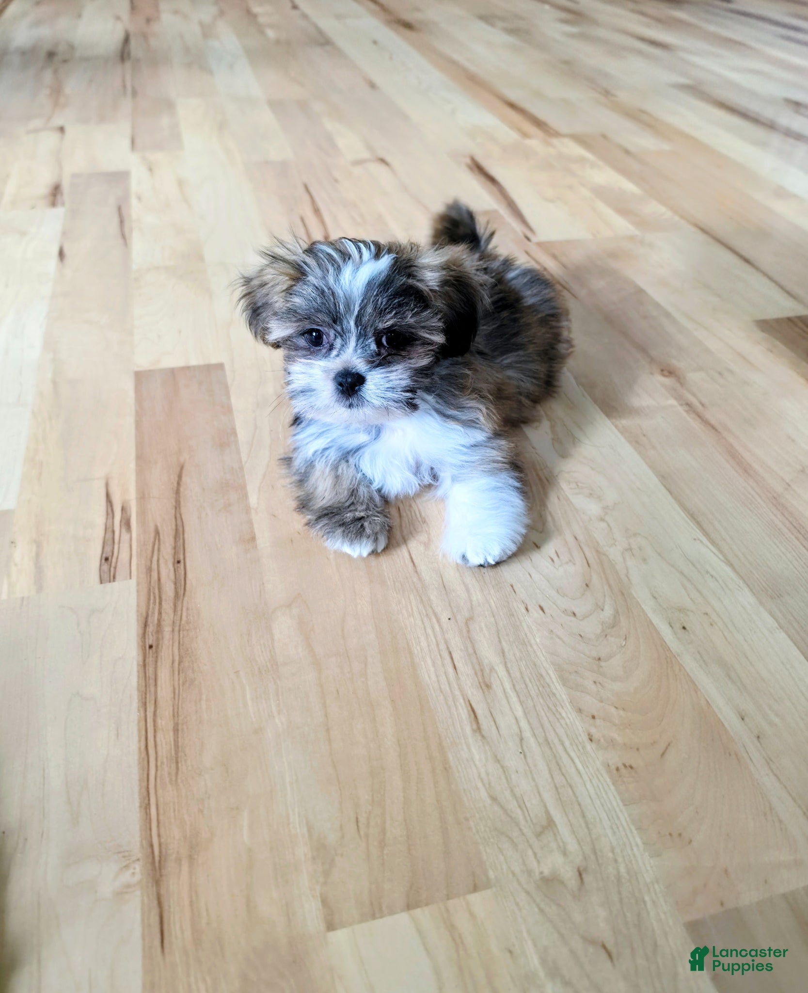 Lhasa Apso dogs SAGE - Ad 1