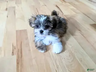 Lhasa Apso dogs for sale: SAGE - Ad 2