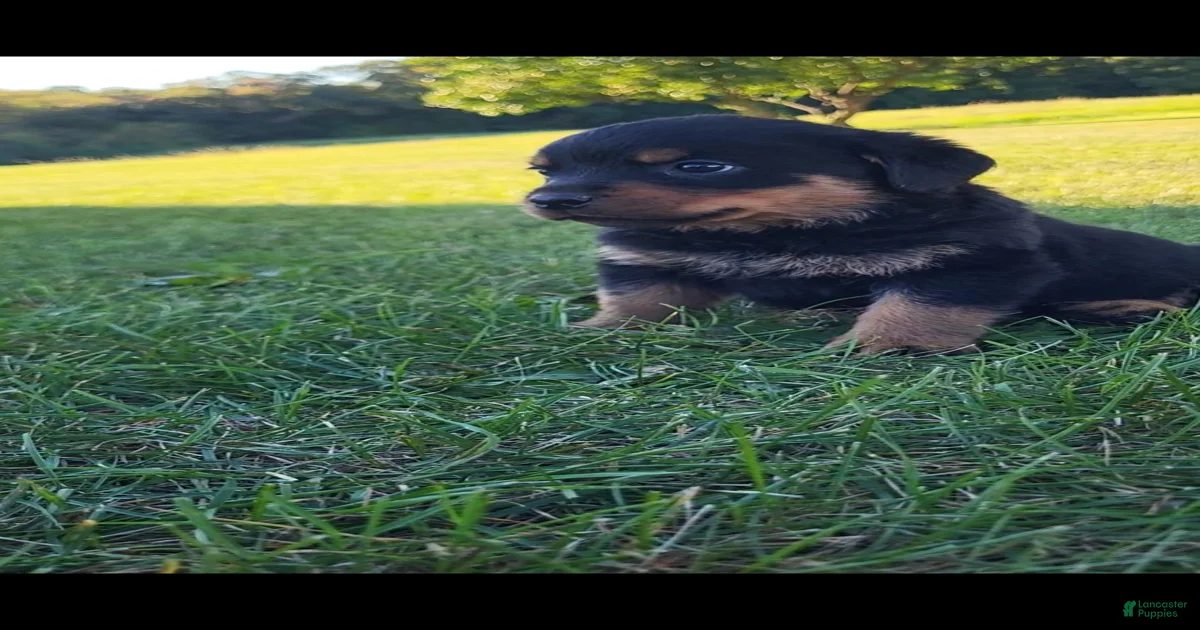 Rottweiler Puppies for sale in Pennsylvania | Lancaster Puppies