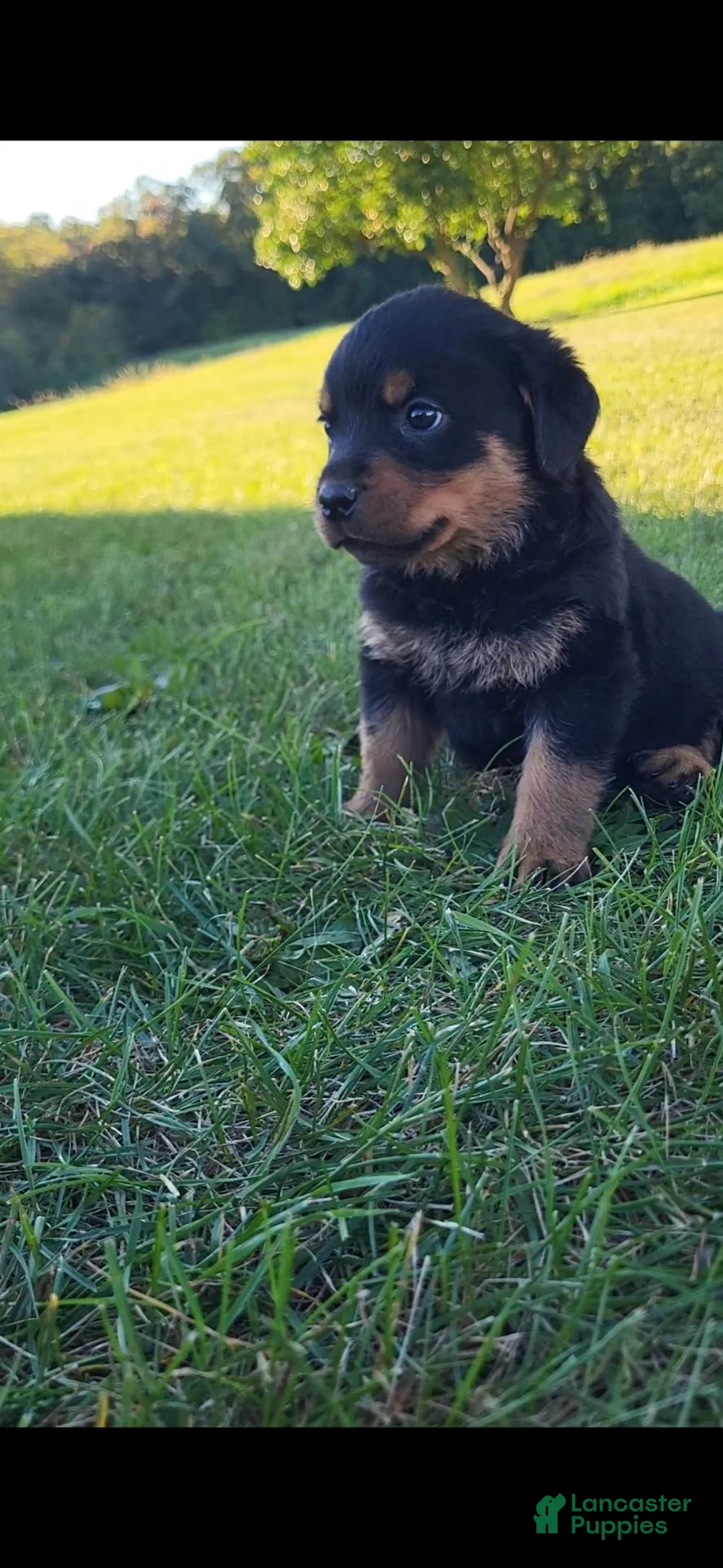 Rottweiler dogs for sale: Coco - Ad 1