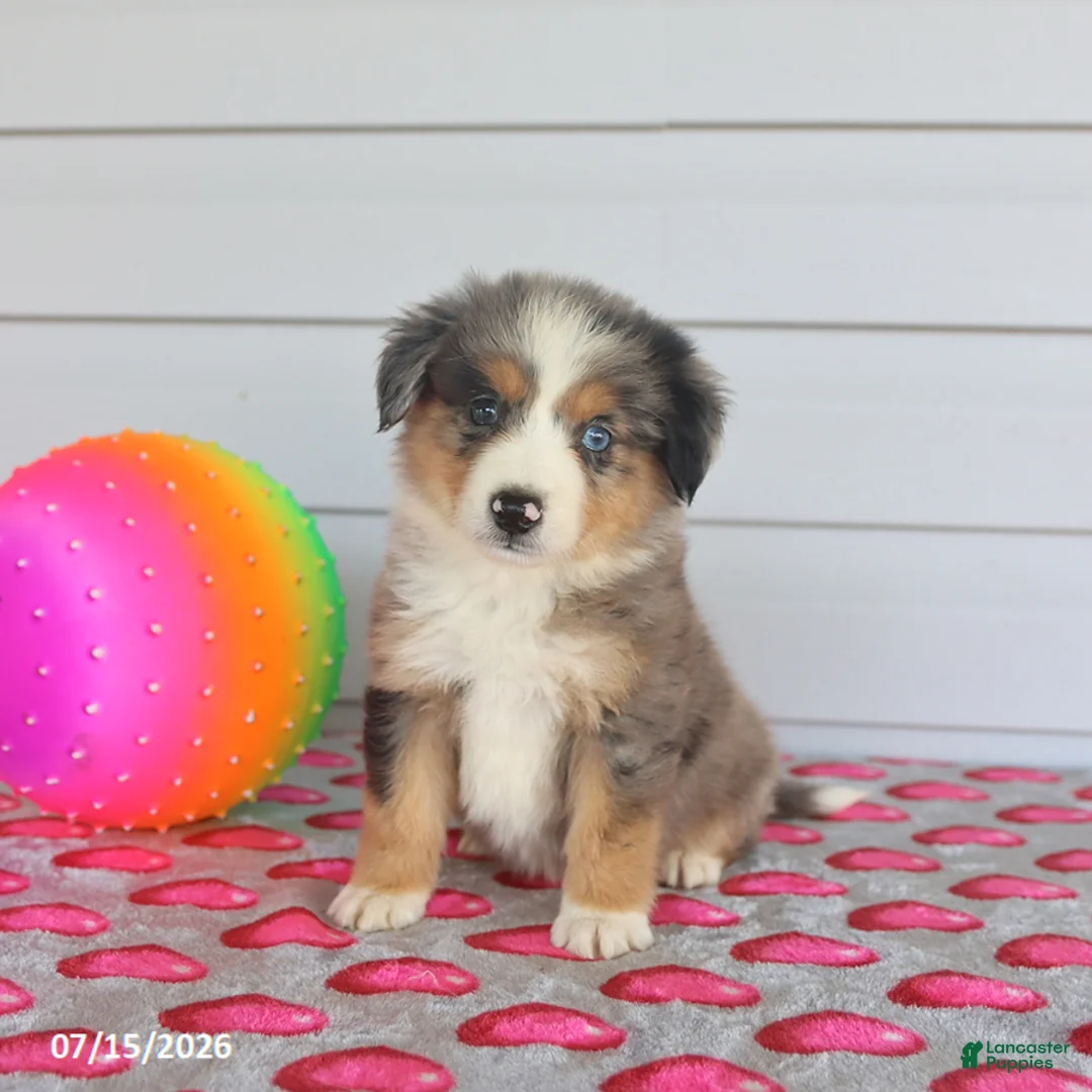 Miniature Australian Shepherd dogs for sale: Asher - Ad 1