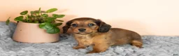 Miniature Dachshund dogs for sale: Chloe  - Ad 2