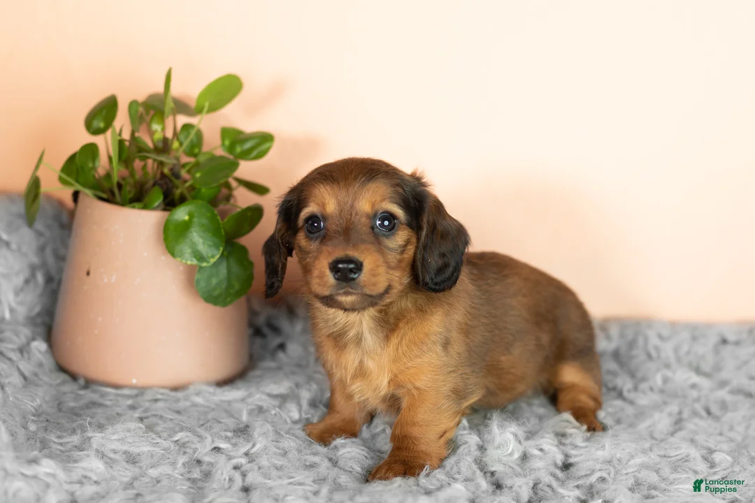 Miniature Dachshund dogs for sale: Chloe  - Ad 2
