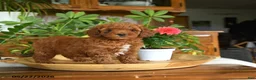 Mini Goldendoodle dogs for sale: Avery - Ad 2