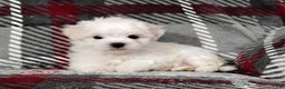 Maltese dogs for sale: Dakota - Ad 5