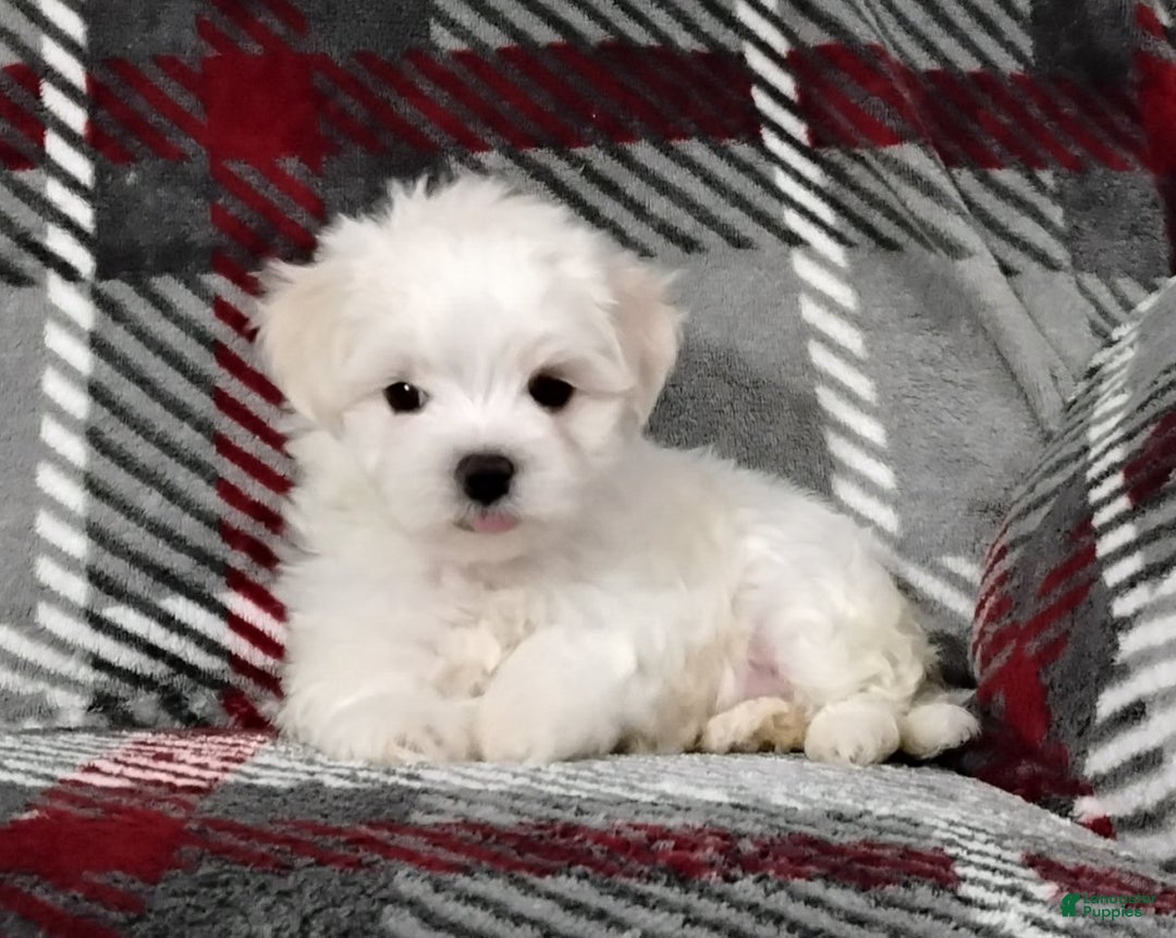 Maltese dogs for sale: Dakota - Ad 5