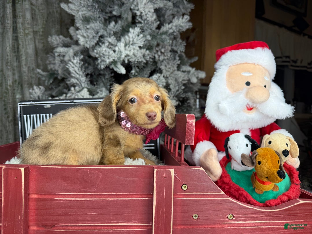 Miniature Dachshund dogs for sale: Akc POL PRA CLEAR CH RUSSIAN  - Ad 7