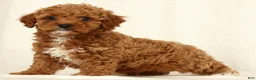 Cavapoo dogs for sale: Hendrick - Ad 5