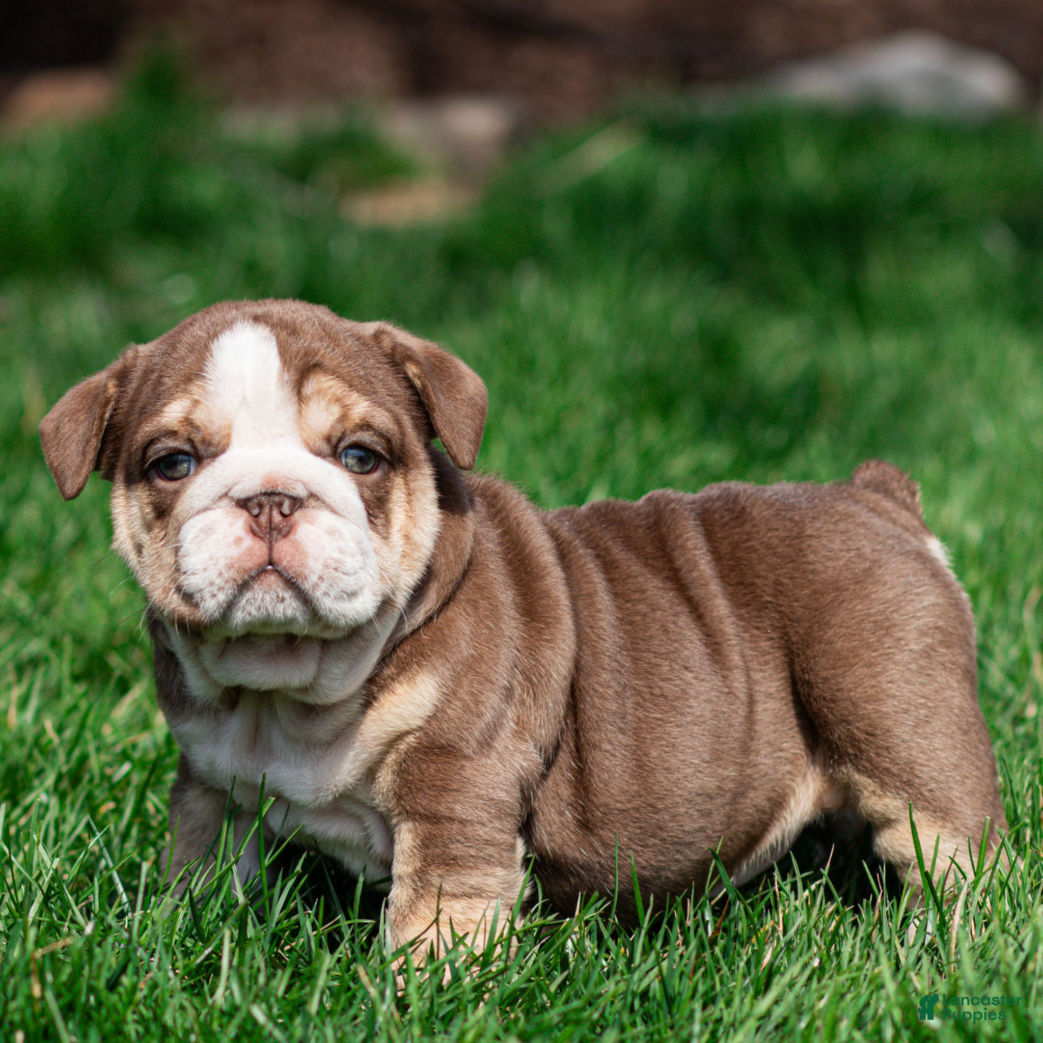 English Bulldog dogs Marina Mocha English Bulldog Puppy  - Ad 1