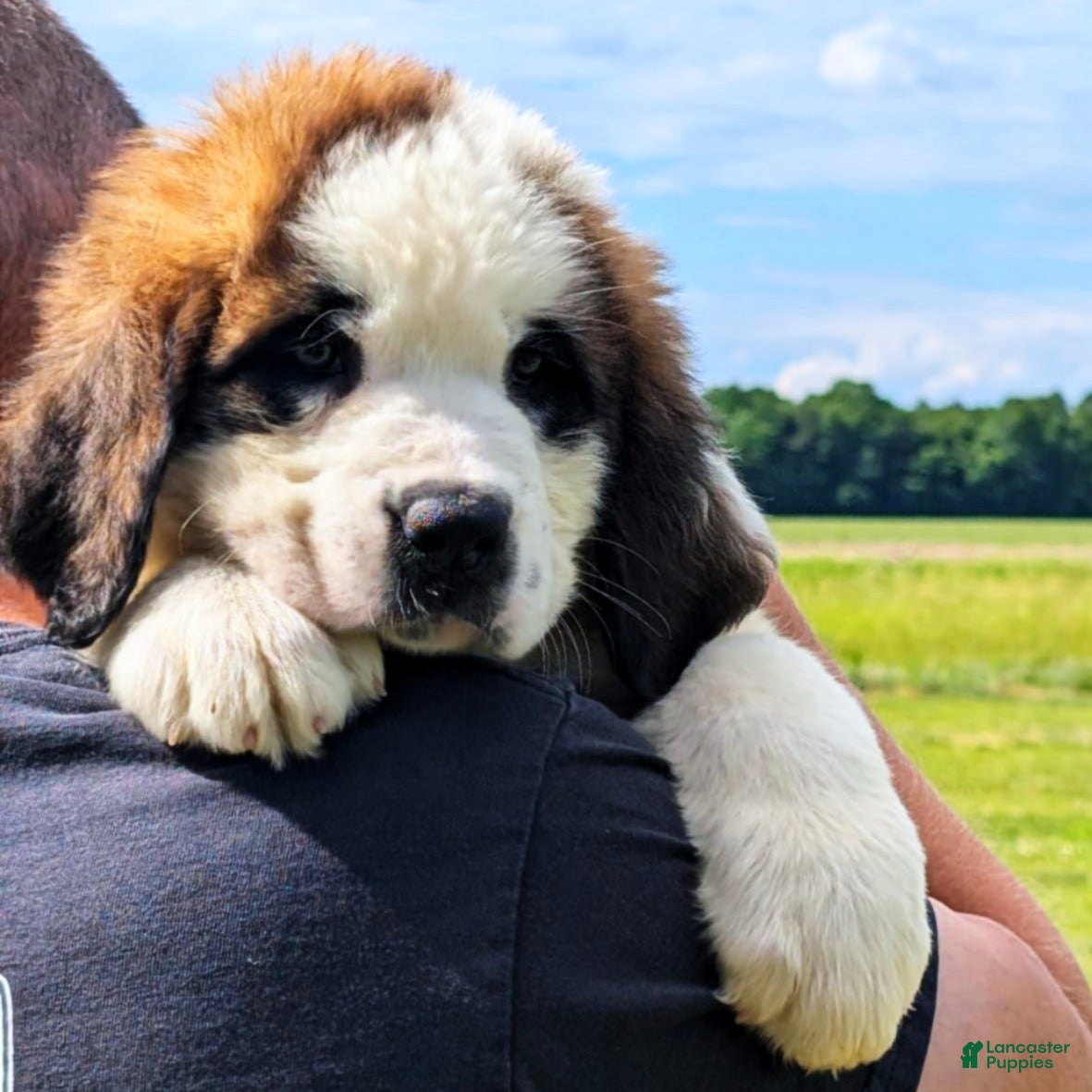 Saint Bernard dogs Breeze - Ad 2