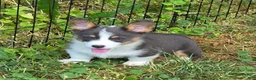 Welsh Corgi Pembroke dogs for sale: Larry the low rider - Ad 4