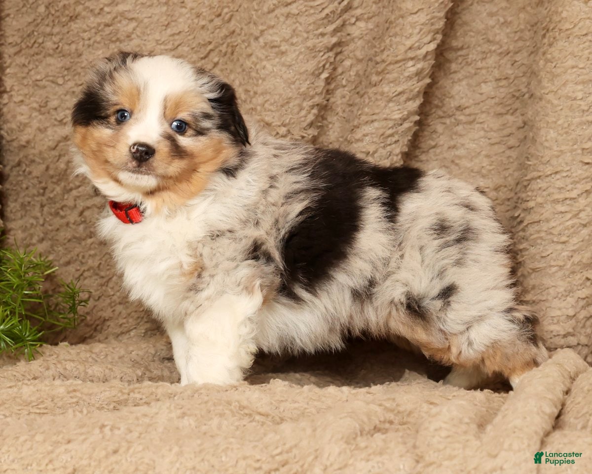 Miniature Australian Shepherd dogs Diego - Ad 1