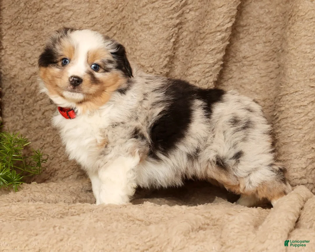 Miniature Australian Shepherd dogs for sale: Diego - Ad 1