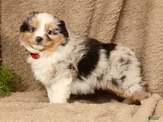 Miniature Australian Shepherd dogs Diego - Ad 2