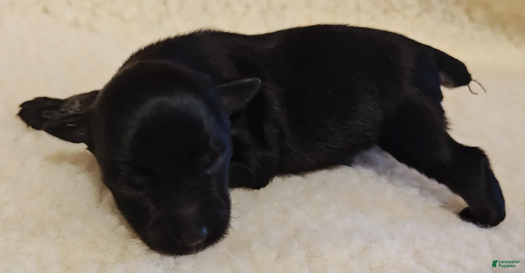 Miniature Schnauzer dogs for sale: Girl 4 - Ad 2