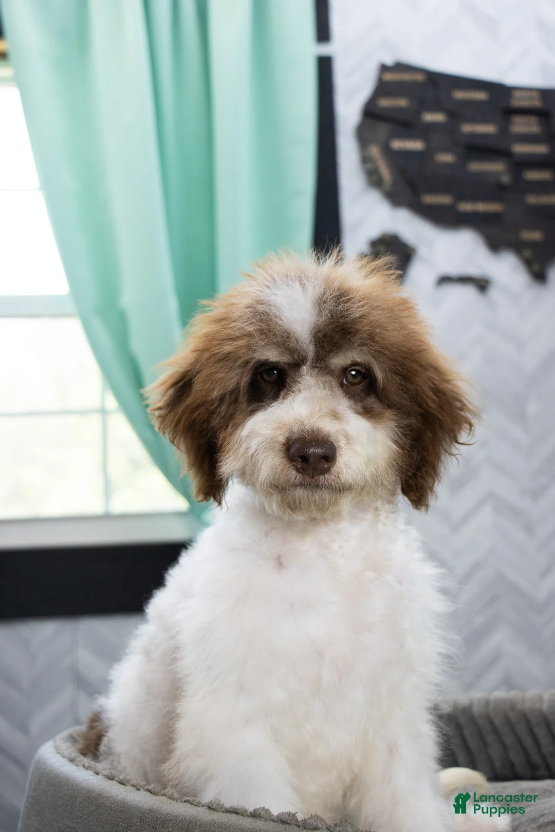Mini Bernedoodle dogs for sale: Mocha Trained  - Ad 1