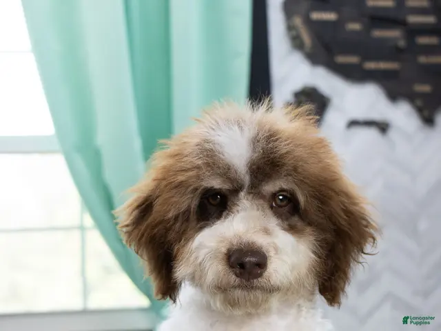 Mini Bernedoodle dogs for sale: Mocha Trained - Ad 1
