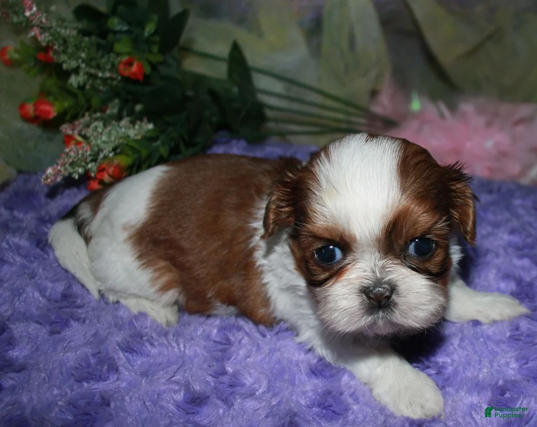 Shih Tzu dogs for sale: Jolene - Ad 7