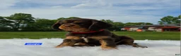Cavalier King Charles Spaniel dogs for sale: Mojo - Ad 6