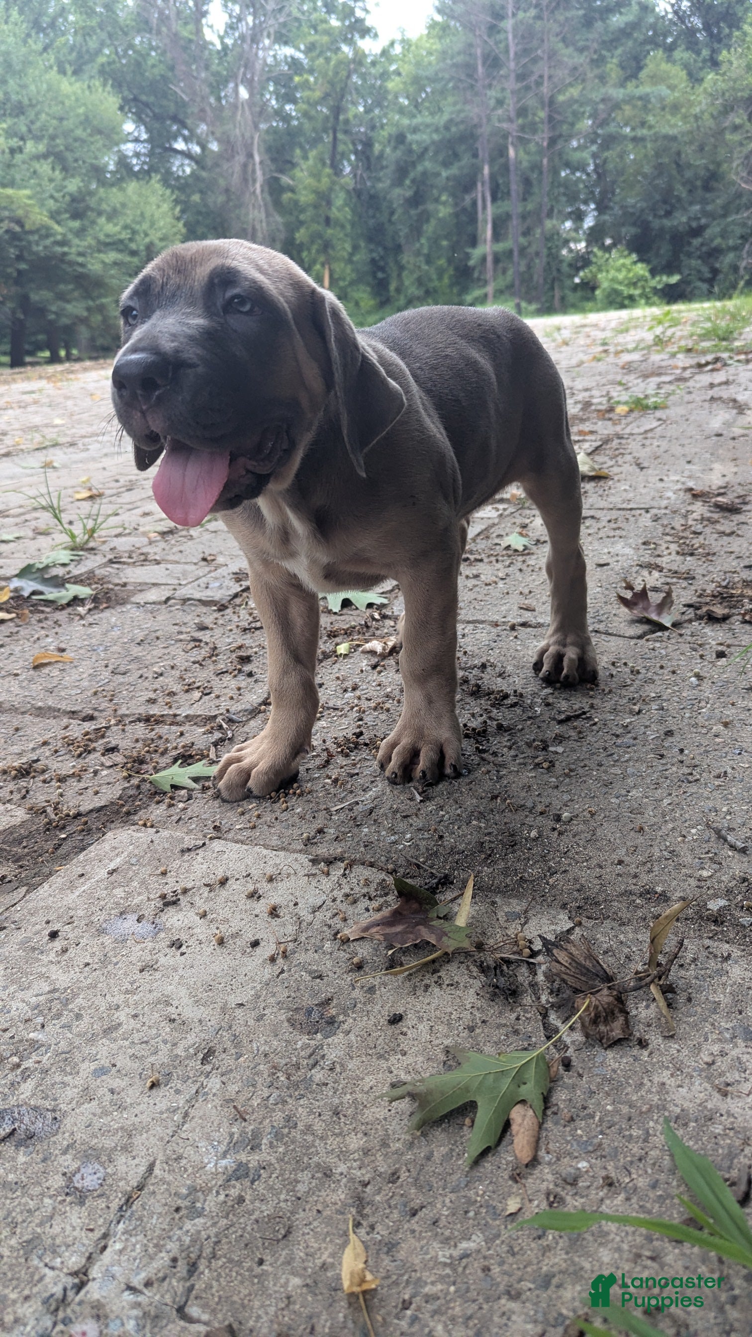 Cane Corso dogs Aries  - Ad 1